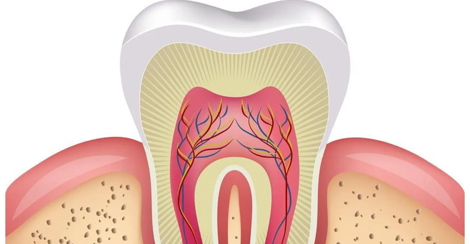 Neck of tooth 2